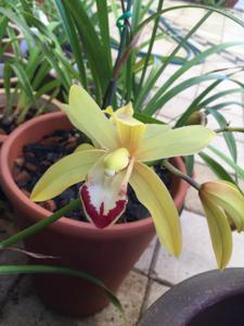 Cymbidium Golden Armstrong