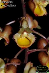 <i>Catasetum</i> x <i>roseoalbum</i>