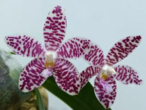 Phalaenopsis Gentleman Jack