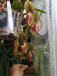 Paphiopedilum David Ott