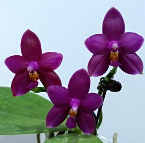 Phalaenopsis Nobby's Purple Eagle