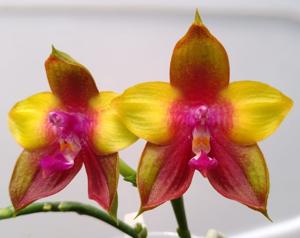 Phalaenopsis Dragon Tree Eagle