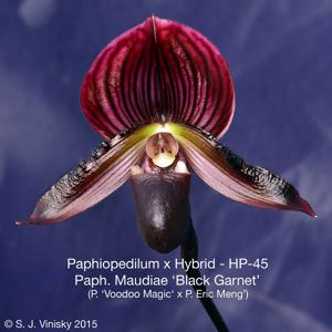 Paphiopedilum Maudiae