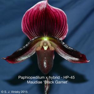 Paphiopedilum Maudiae