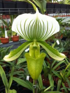 Paphiopedilum Maudiae