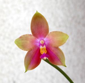 Phalaenopsis Joshua Irwin Ginsberg