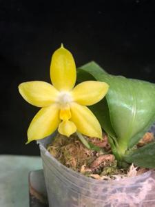 Phalaenopsis Princess Kaiulani