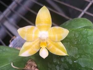 Phalaenopsis Princess Kaiulani