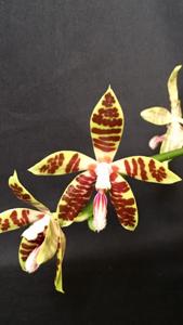 Phalaenopsis Double Eagle