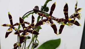 Phalaenopsis Jiaho Panthers