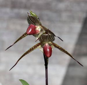 Paphiopedilum Lady Isobel