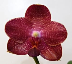 Phalaenopsis Miki Treasure Map