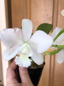 Cattlianthe White Bridal