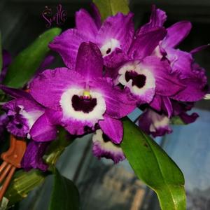 Dendrobium Star Sapphire