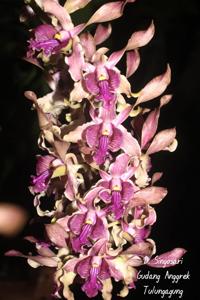 Dendrobium Singosari
