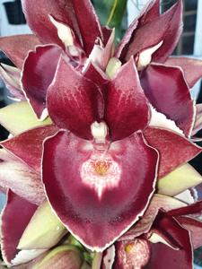 <i>Catasetum</i> Dr M Majumder