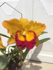 Rhyncholaeliocattleya Yen Golden Sensation