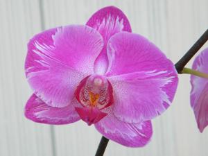 Phalaenopsis New Cinderella