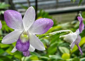 Dendrobium Nurashikin