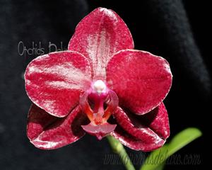 Phalaenopsis Miro Sun