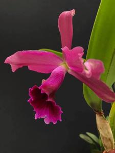 Cattleya Pacavia