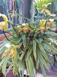 Paphiopedilum Ensign