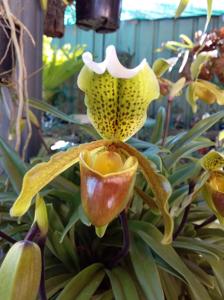 Paphiopedilum Ensign