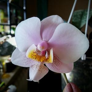 Phalaenopsis Wiganiae