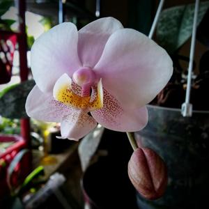 Phalaenopsis Wiganiae