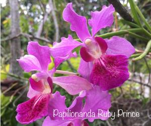 Papilionanda Ruby Prince