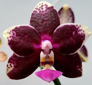 Phalaenopsis Satoru