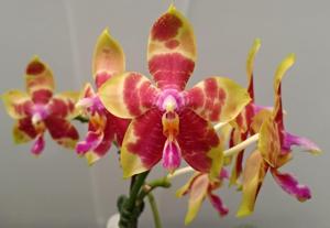 Phalaenopsis LYC Rainbow Delight