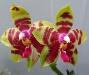 Phalaenopsis LYC Rainbow Delight