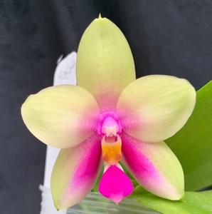 Phalaenopsis Pylo's Dena