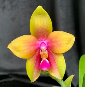 Phalaenopsis Pylo's Dena