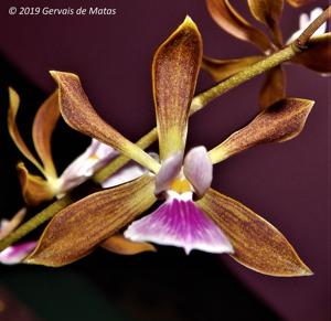 Encyclia Atropine