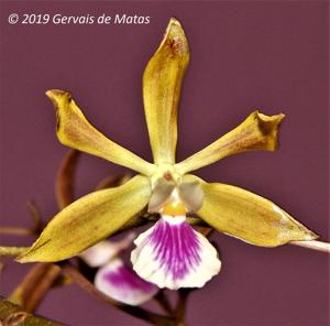 Encyclia Atropine