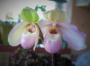 Paphiopedilum Delophyllum