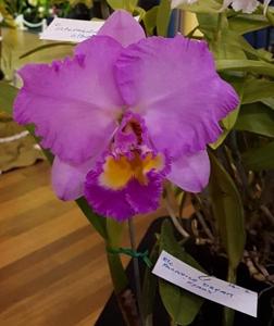 Rhyncholaeliocattleya Paradise Dream