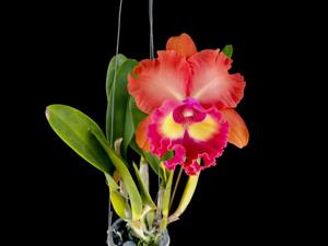Rhyncholaeliocattleya Siam City