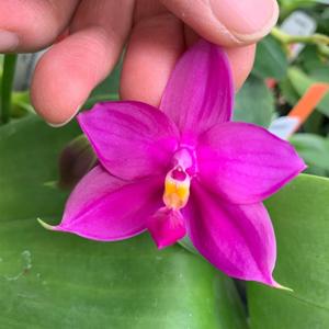 Phalaenopsis LD Bellina Grosbeak