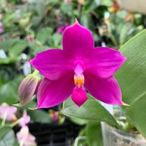 Phalaenopsis LD Bellina Grosbeak