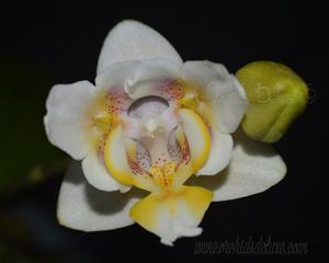 Phalaenopsis Tying Shin Sweetheart