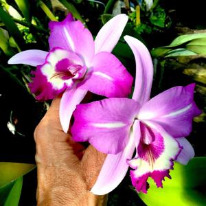 Laeliocattleya Miss Wonderful