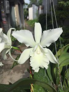Cattleya Carol Ackerson