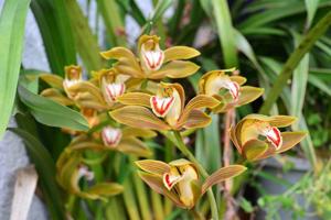 Cymbidium Cleopatra