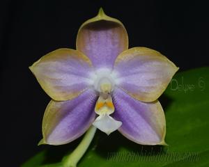 Phalaenopsis Mituo Reflex Dragon