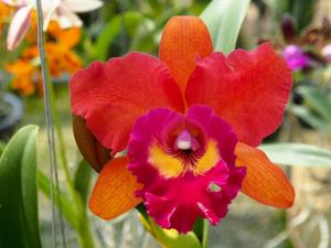 Rhyncholaeliocattleya Korat Sunshine