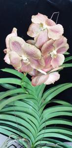 Vanda Uraiwan Belle