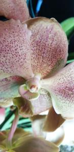 Vanda Uraiwan Belle